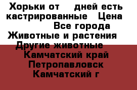   Хорьки от 35 дней есть кастрированные › Цена ­ 2 000 - Все города Животные и растения » Другие животные   . Камчатский край,Петропавловск-Камчатский г.